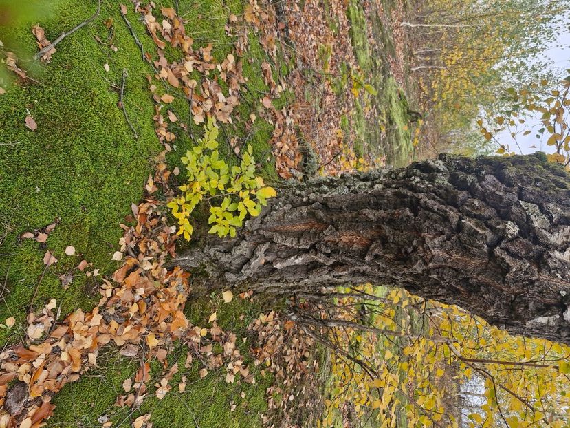  - Rânca octombrie 2025