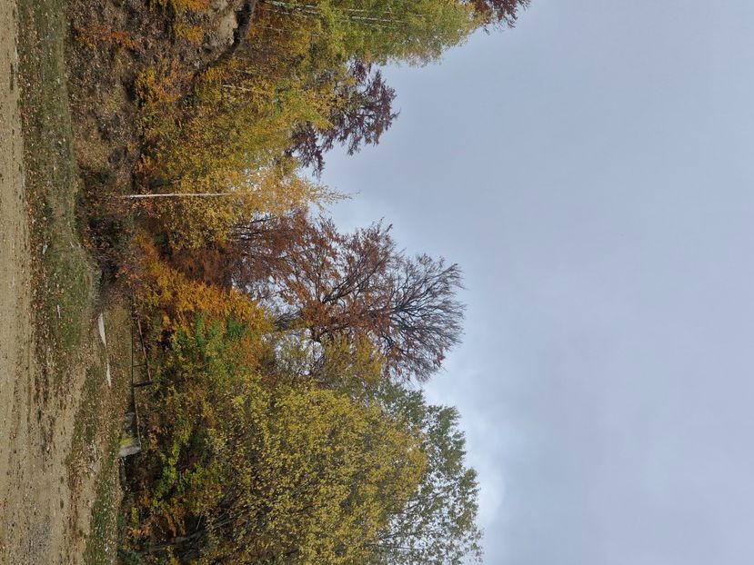  - Rânca octombrie 2025