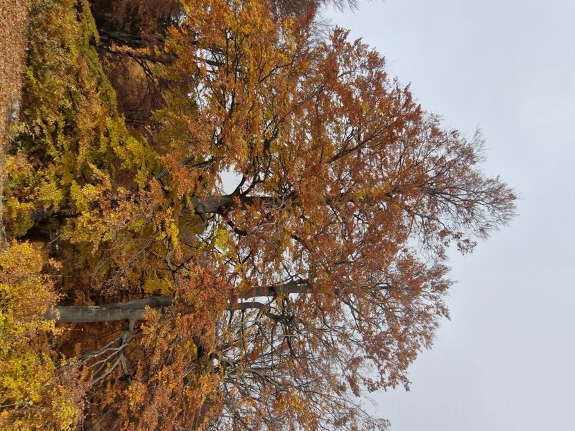  - Rânca octombrie 2025