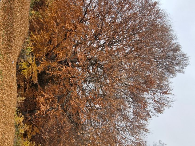  - Rânca octombrie 2025