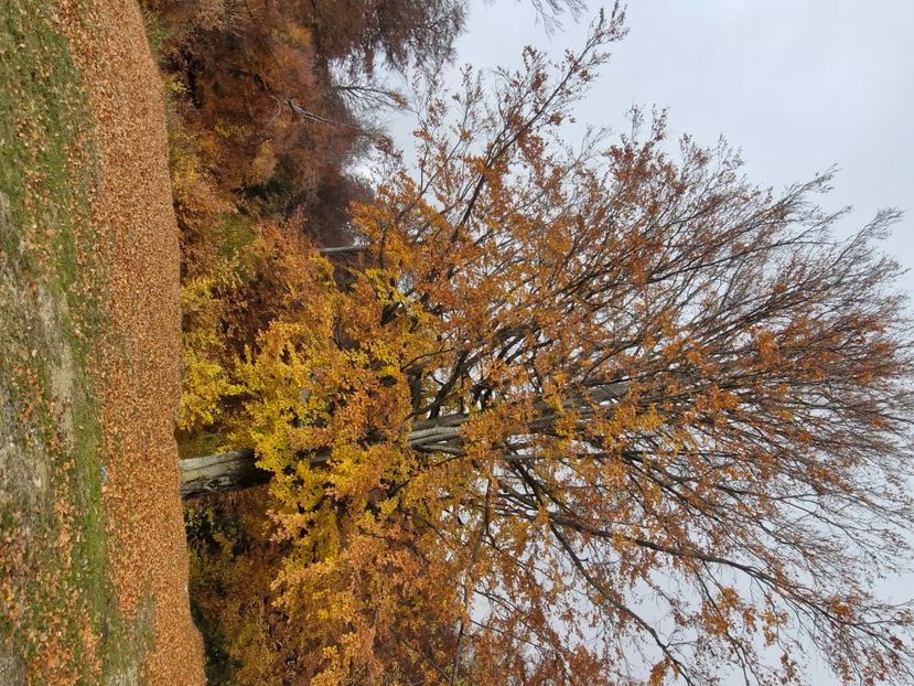  - Rânca octombrie 2025