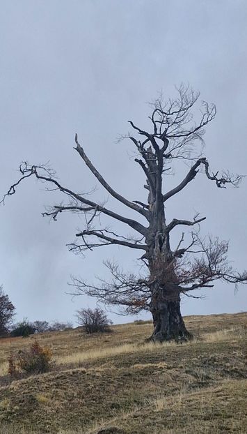  - Rânca octombrie 2025