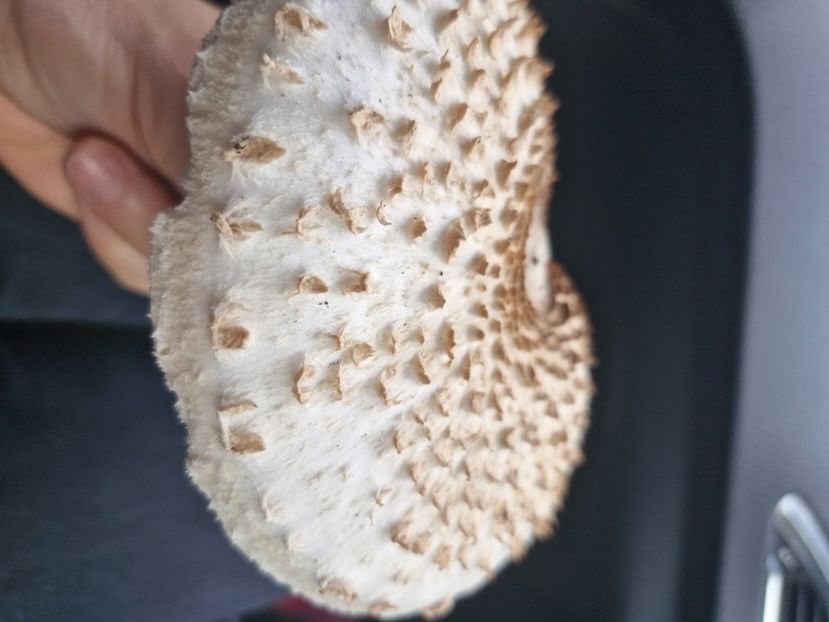  - Rânca octombrie 2025