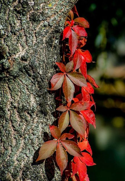  - Rânca octombrie 2025