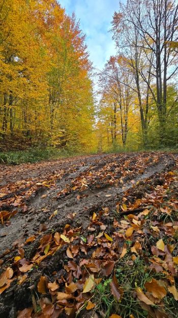  - Rânca octombrie 2025