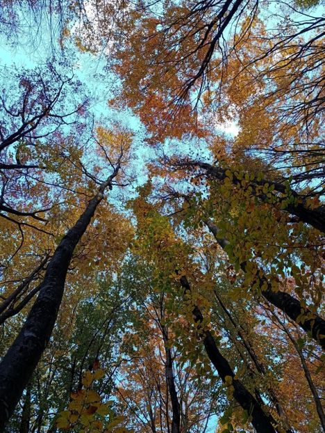  - Rânca octombrie 2025