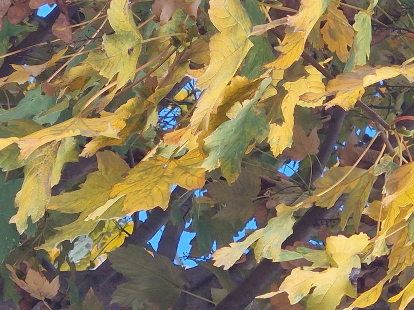  - Rânca octombrie 2025