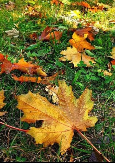  - Rânca octombrie 2025