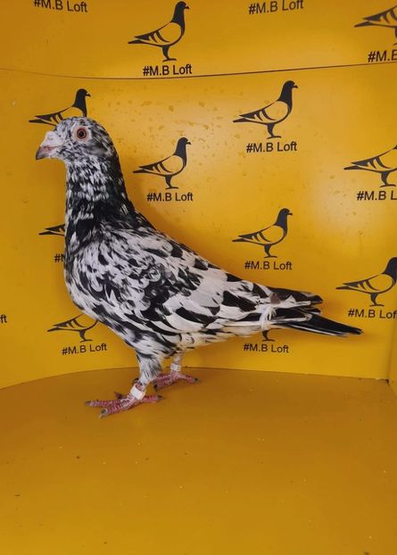  - Nu îmi aparțin 11