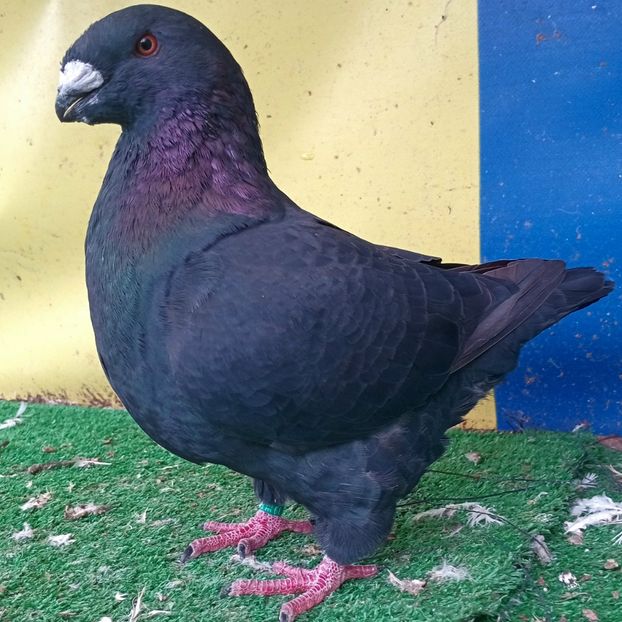 M2025 - Masculi Matca 2026