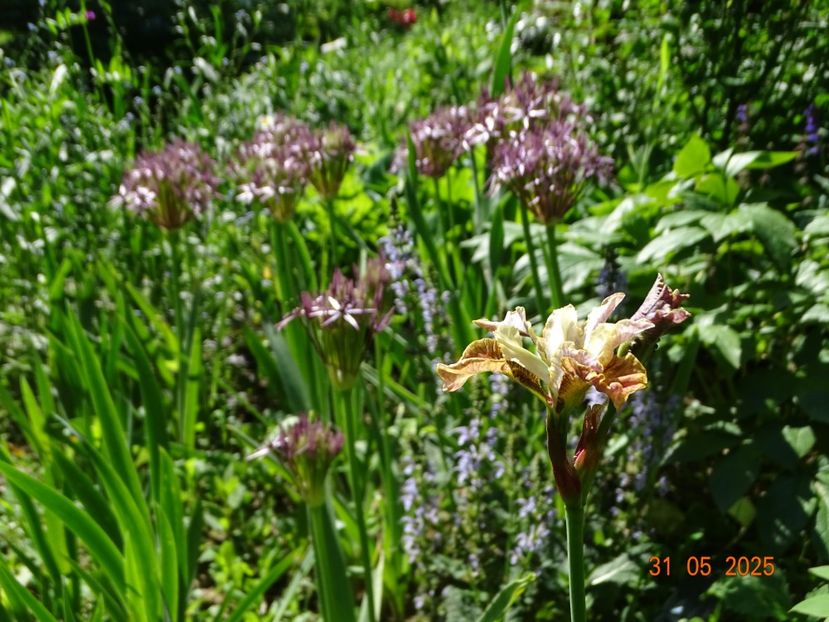  - Irisi 2025 -Dobarland