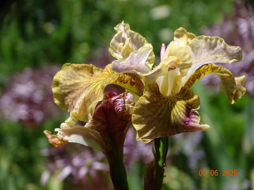  - Irisi 2025 -Dobarland