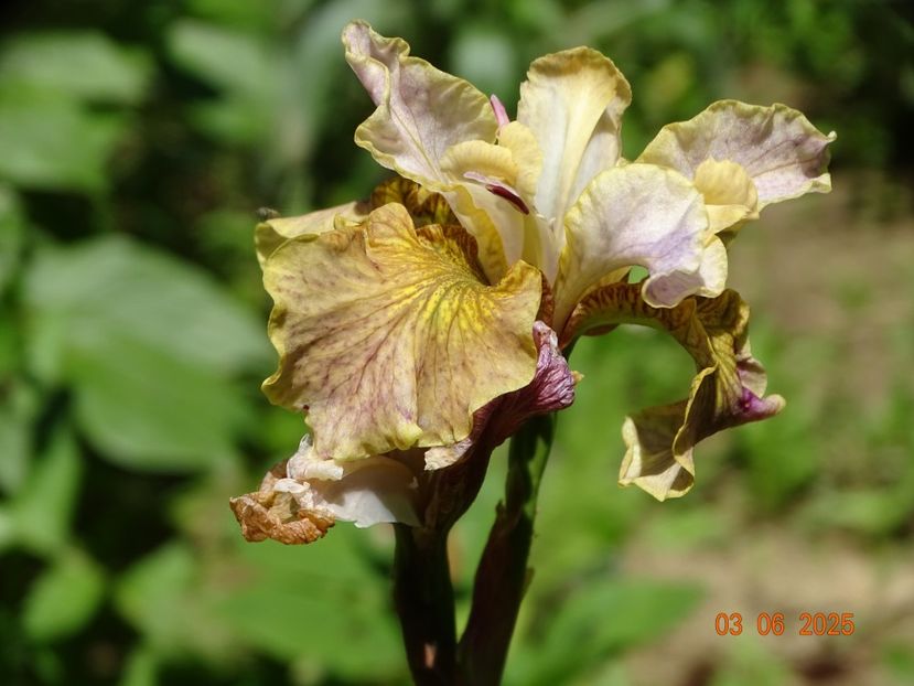  - Irisi 2025 -Dobarland