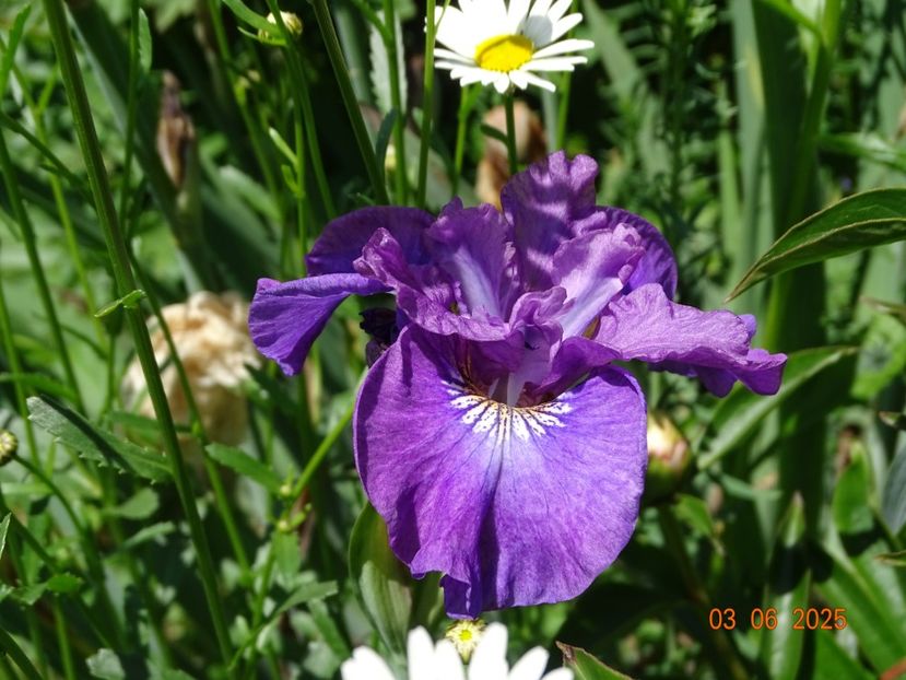  - Irisi 2025 -Dobarland