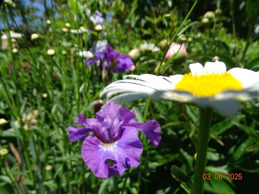  - Irisi 2025 -Dobarland