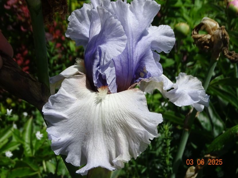  - Irisi 2025 -Dobarland