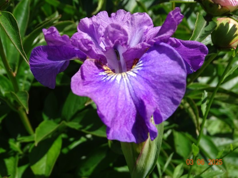  - Irisi 2025 -Dobarland