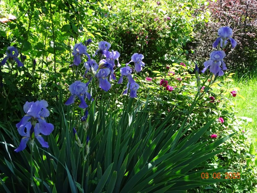  - Irisi 2025 -Dobarland