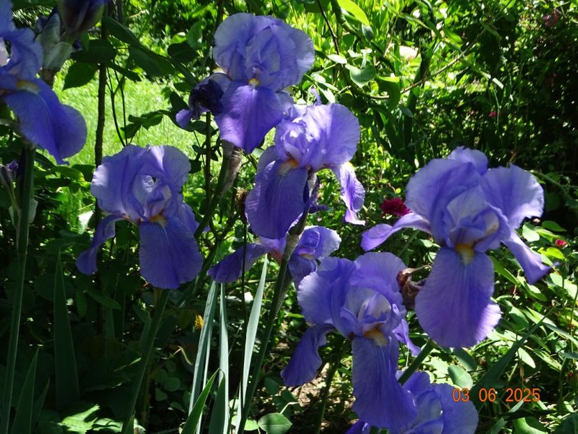  - Irisi 2025 -Dobarland