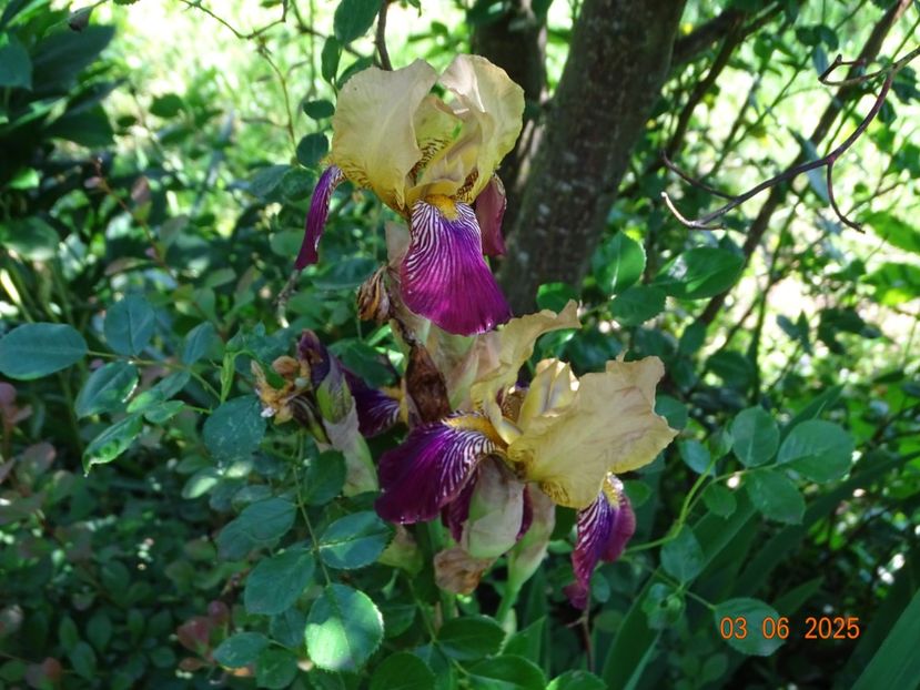  - Irisi 2025 -Dobarland