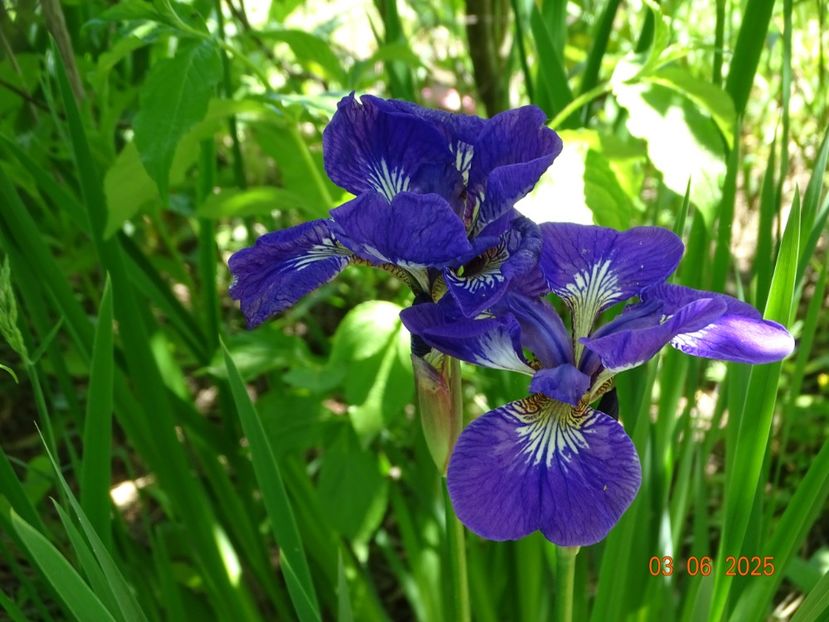  - Irisi 2025 -Dobarland