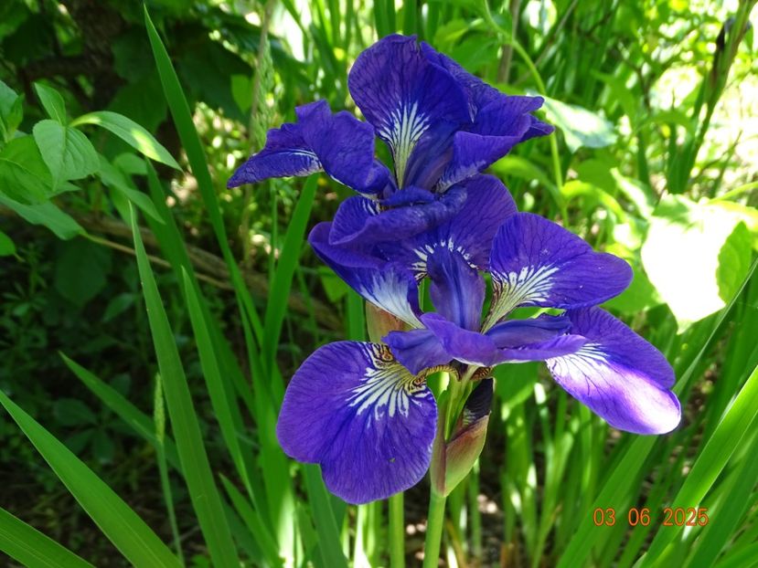  - Irisi 2025 -Dobarland