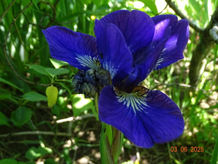  - Irisi 2025 -Dobarland