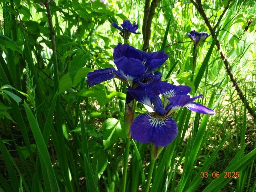  - Irisi 2025 -Dobarland