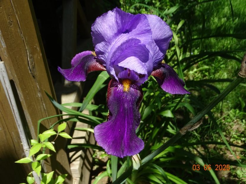  - Irisi 2025 -Dobarland