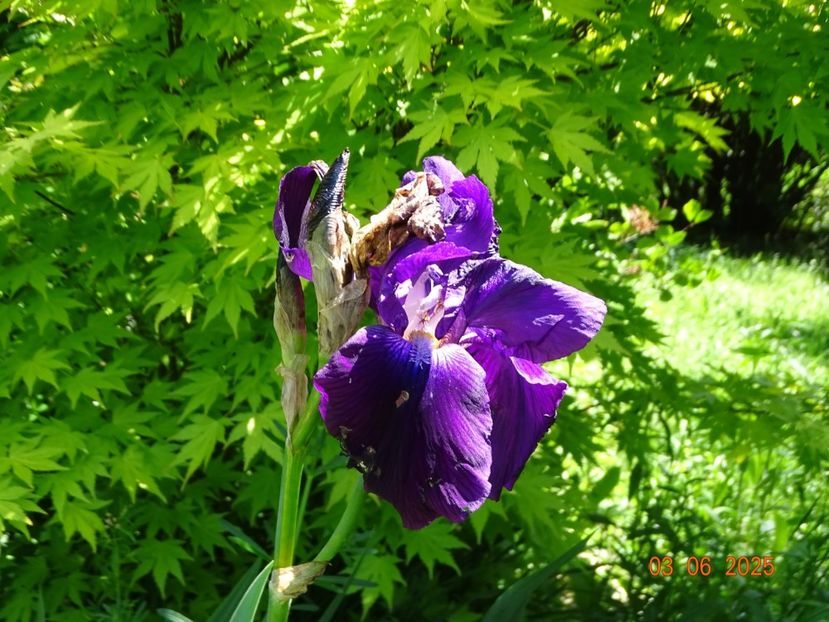  - Irisi 2025 -Dobarland