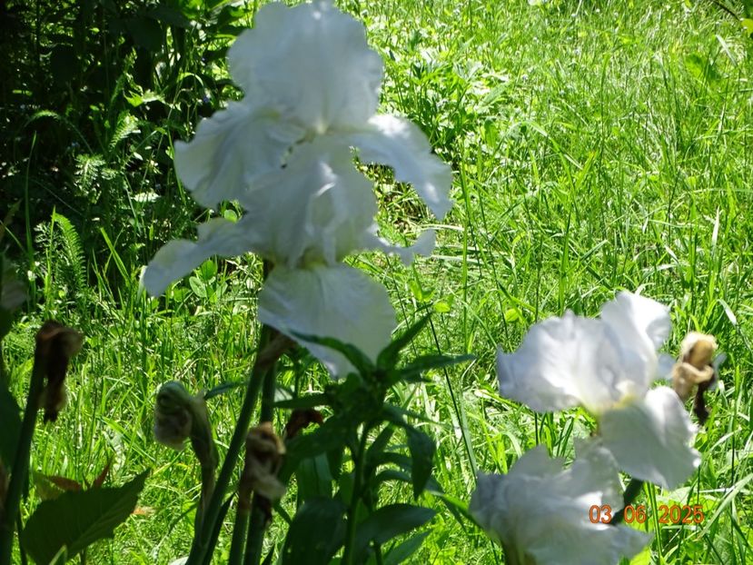  - Irisi 2025 -Dobarland