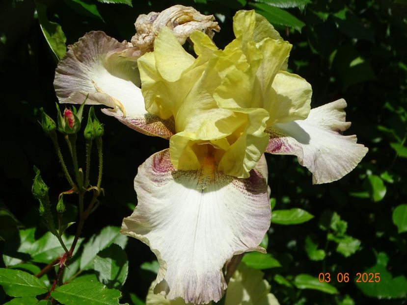  - Irisi 2025 -Dobarland