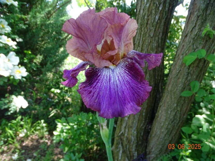  - Irisi 2025 -Dobarland