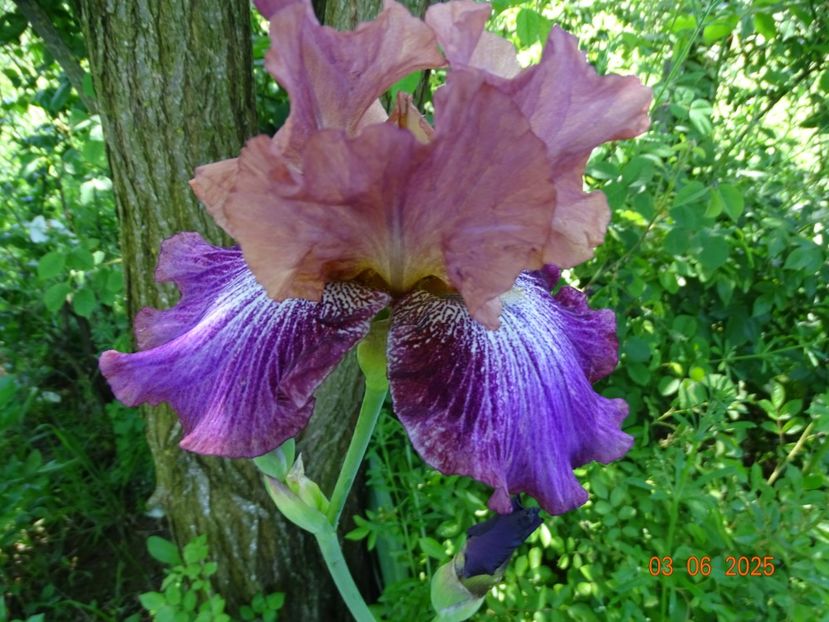  - Irisi 2025 -Dobarland