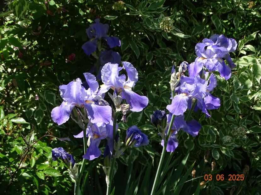  - Irisi 2025 -Dobarland