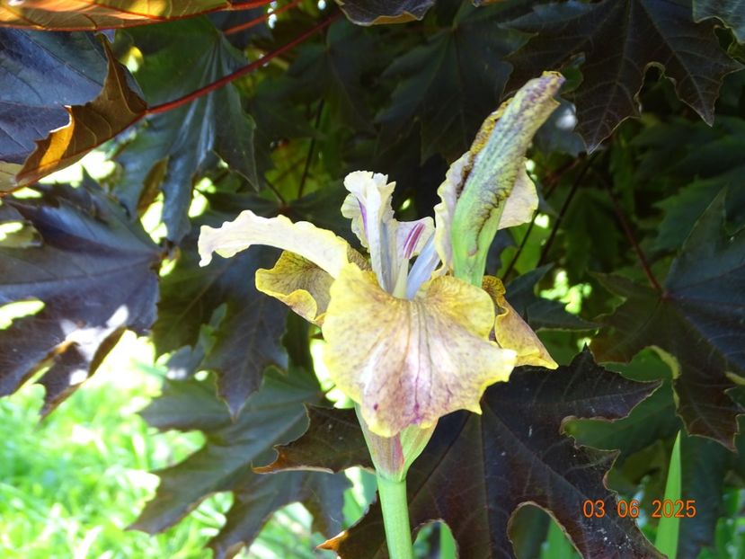  - Irisi 2025 -Dobarland