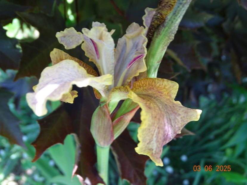  - Irisi 2025 -Dobarland