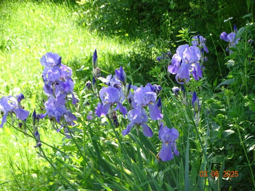  - Irisi 2025 -Dobarland