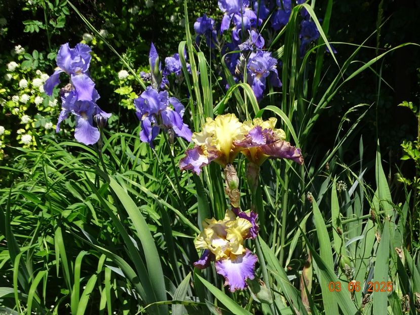  - Irisi 2025 -Dobarland