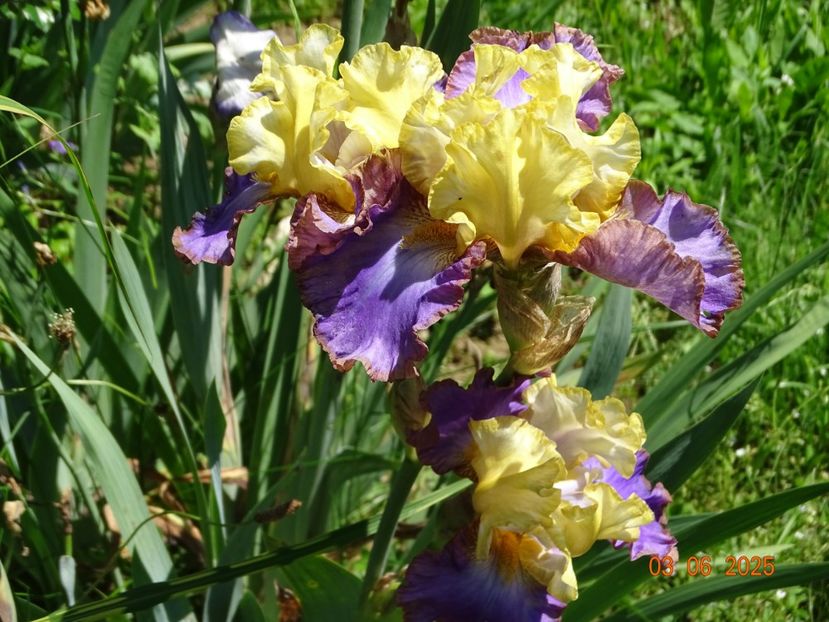  - Irisi 2025 -Dobarland