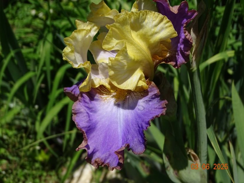  - Irisi 2025 -Dobarland