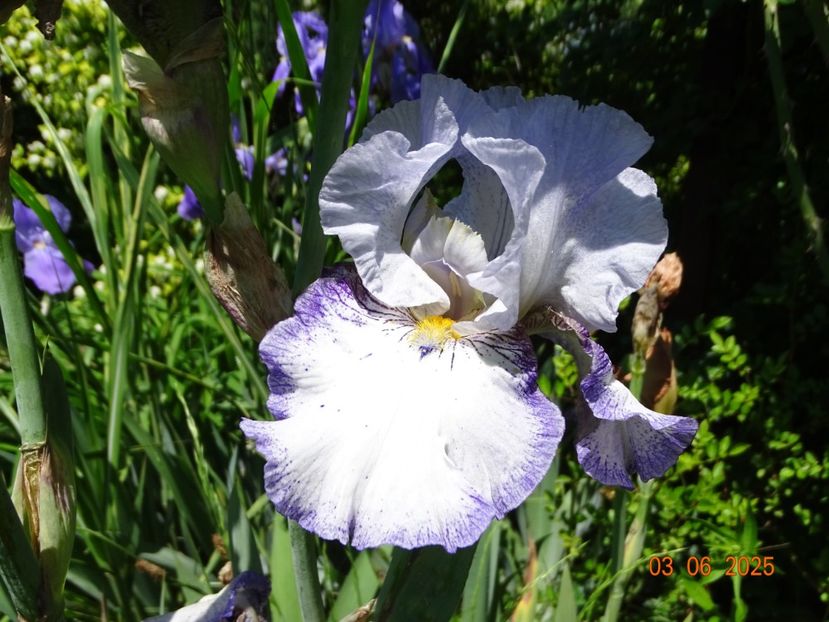  - Irisi 2025 -Dobarland