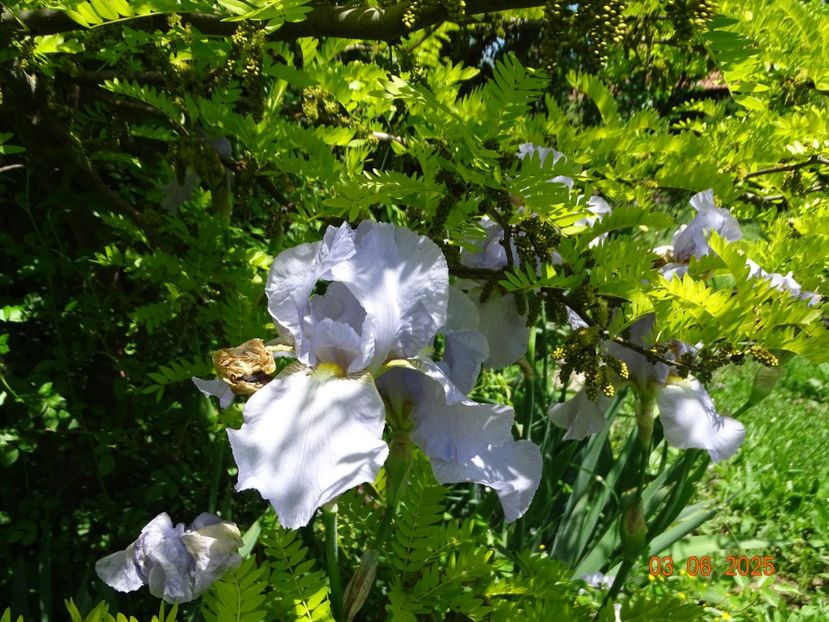  - Irisi 2025 -Dobarland