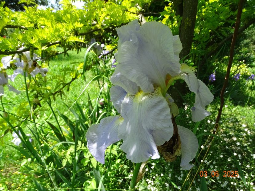  - Irisi 2025 -Dobarland