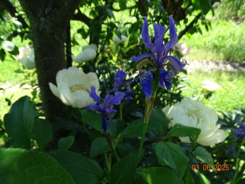  - Irisi 2025 -Dobarland