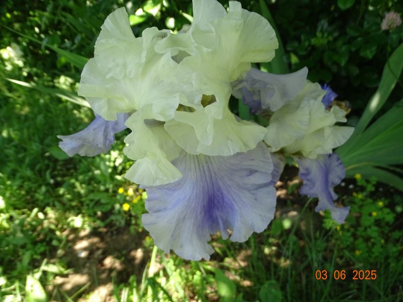  - Irisi 2025 -Dobarland