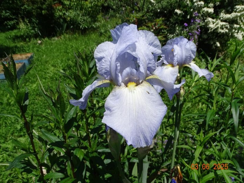  - Irisi 2025 -Dobarland