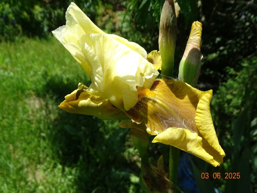  - Irisi 2025 -Dobarland