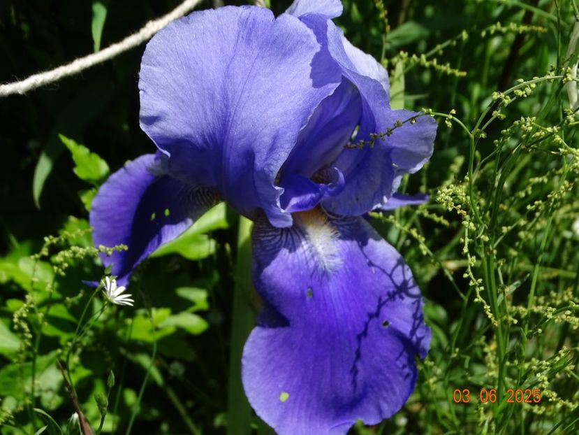  - Irisi 2025 -Dobarland