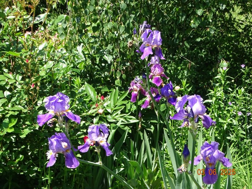  - Irisi 2025 -Dobarland